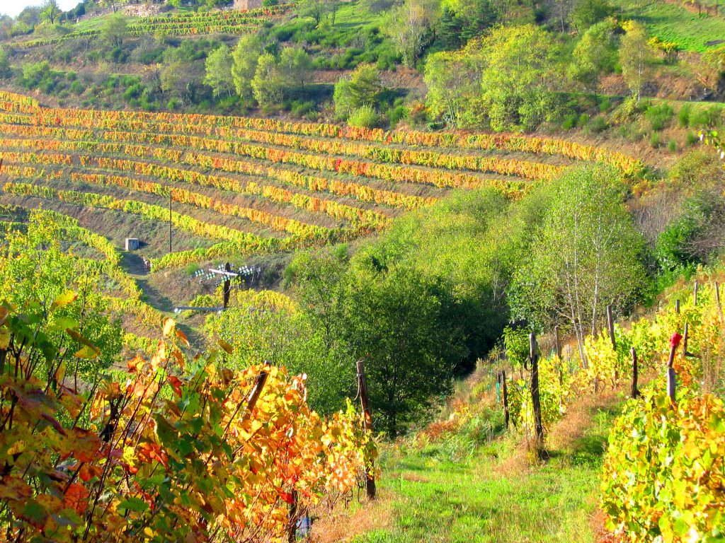 Vignobles Entraygues - Le Fel en automne