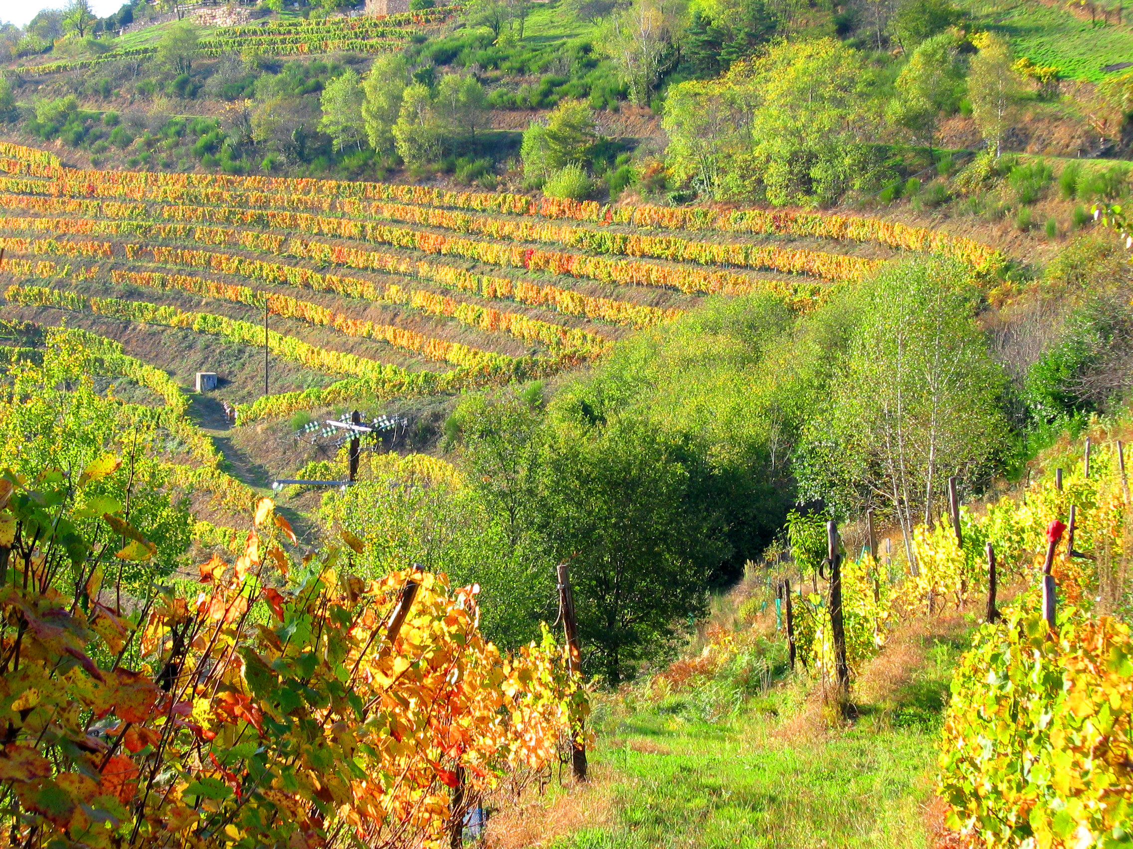 Vignobles Entraygues - Le Fel en automne